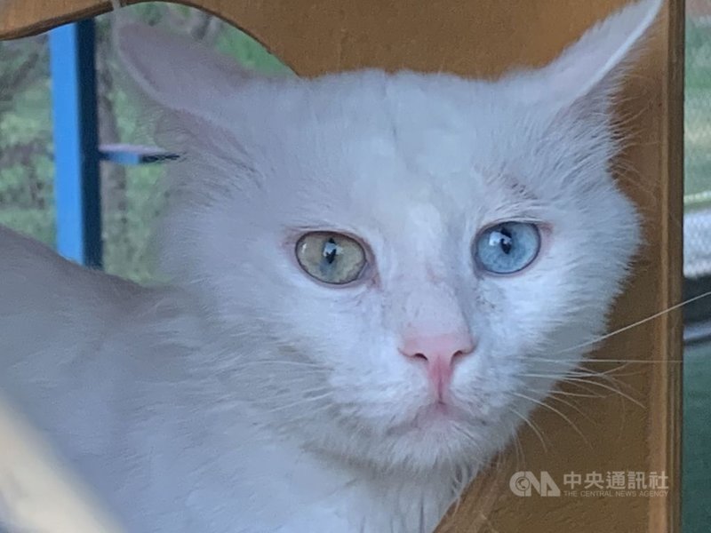 土耳其東部萬恩省「萬恩貓研究中心」飼養的一隻萬恩貓。此一土耳其特有貓品種以純白色毛和兩眼不同顏色著稱於世。中央社記者何宏儒萬恩攝 110年9月16日