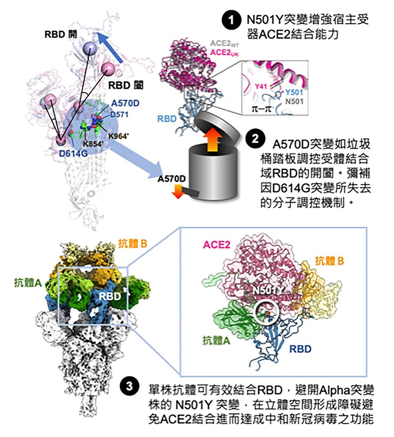 Alpha突變株傳播能力強,中研院研究發現,Alpha株特有A570D突變扮演重要分子開關,能讓N501Y突變序列直接跟棘蛋白結合、增強病毒與宿主結合能力,近日發表在全球頂尖期刊「自然-結構與分子生物學」( Nature Structural & Molecular Biology)。(徐尚德實驗室提供)中央社記者吳欣紜傳真 110年9月17日