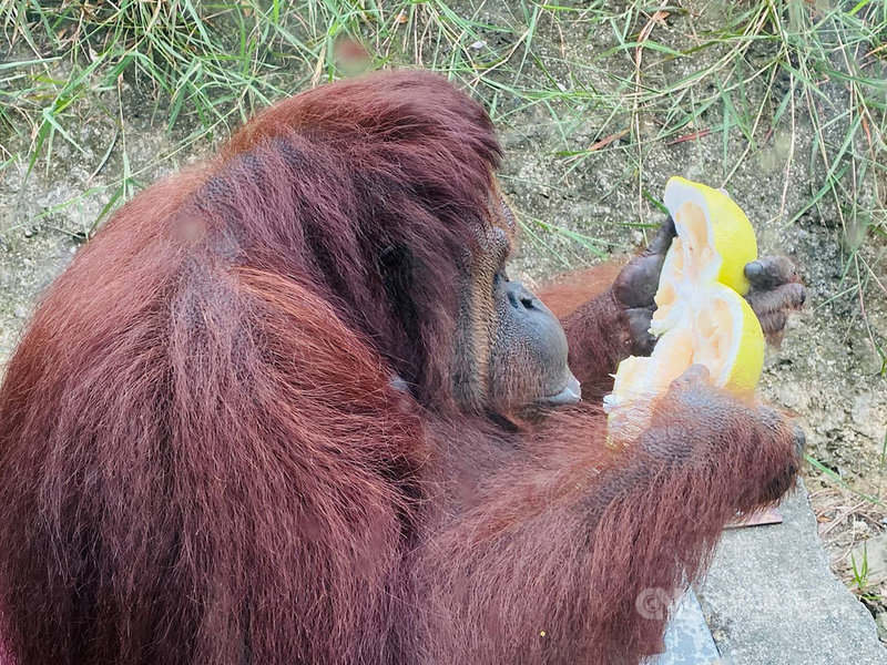 高雄壽山動物園的動物們過中秋,園方準備應景的柚子讓動物體驗,並透過臉書粉專分享動物們吃柚子的可愛模樣。(高雄市觀光局提供)中央社記者蔡孟妤傳真 110年9月19日