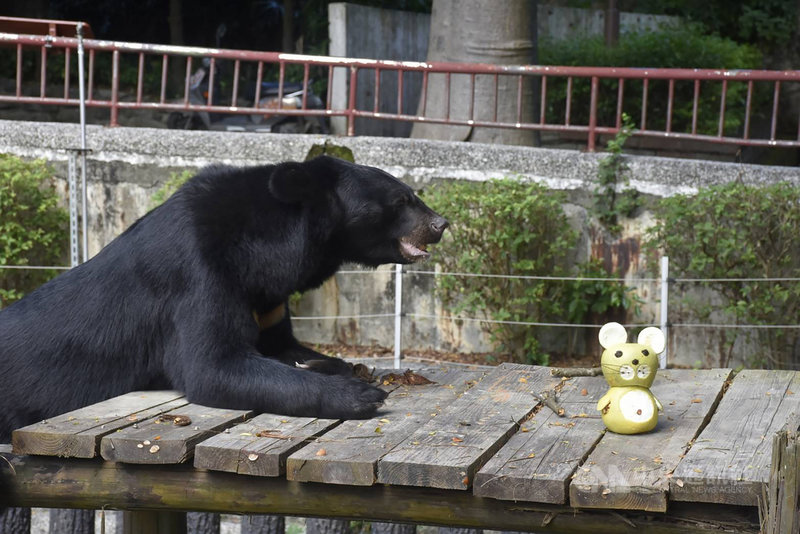 高雄壽山動物園準備中秋節應景的柚子,透過臉書粉專分享動物們吃柚子的可愛模樣,園方為黑熊「波比」提供整顆柚子,讓牠自行剝皮。(高雄市觀光局提供)中央社記者蔡孟妤傳真 110年9月19日
