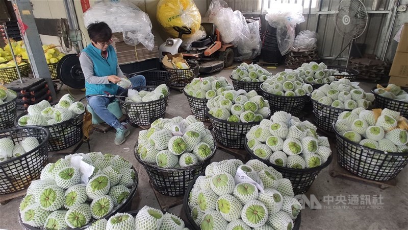 台東鳳梨釋迦9成銷往中國,對於中方稱檢驗出台灣釋迦有介殼蟲,20日起停止輸入,釋迦策略聯盟、台東縣政府和產農將研議對策。(中央社檔案照片)