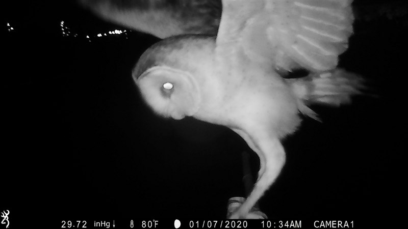 高雄野鳥學會設置猛禽棲架與紅外線自動相機,以了解草鴞夜晚出沒時的一舉一動。(高雄野鳥學會提供) 中央社記者蘇思云傳真 110年9月19日