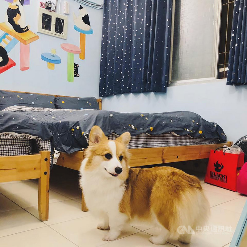 台南有多家民宿業者歡迎飼主攜帶毛孩一同入住,讓毛孩可以陪伴飼主歡度中秋佳節。(台南市政府提供)中央社記者楊思瑞台南傳真 110年9月20日