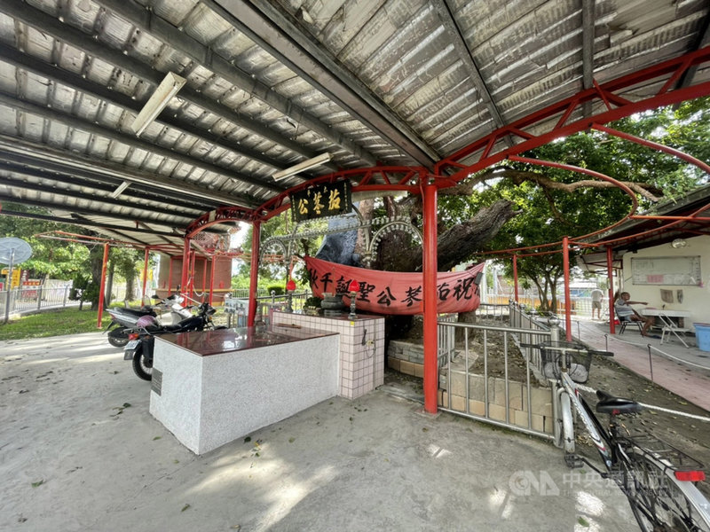 彰化縣埔心鄉一棵被當地居民稱為「茄苳公」的茄苳老樹,因染上梢枯病樹葉大量掉落,縣府找來專家醫治,希望拯救這棵360多年歷史的老樹。(埔心鄉公所提供)中央社記者吳哲豪傳真 110年9月20日