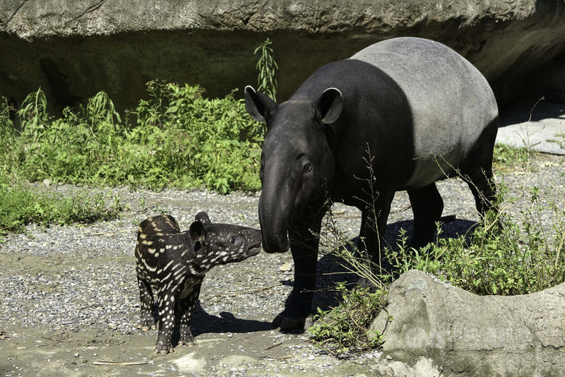 台北市立動物園馬來貘「貘莉」與來自捷克的「貘克」產下一女「貘花豆」,動物園表示,只要天氣狀況良好,「貘花豆」母女就會到穿山甲館的戶外活動場享受日光浴。(台北市立動物園提供)中央社記者陳昱婷傳真 110年9月20日
