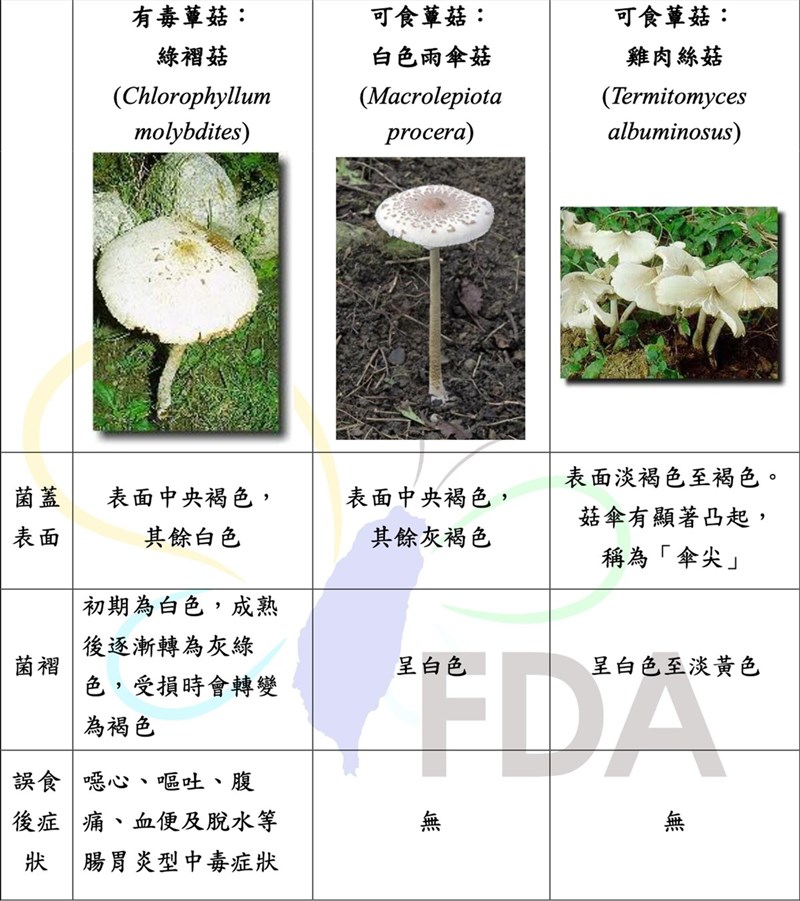 食藥署20日表示，有毒菇類綠褶菇外表顏色與可食用的白色雨傘菇及雞肉絲菇相似，常被混淆，提醒民眾勿隨意採食。（食藥署提供）中央社記者江慧珺傳真 110年9月20日