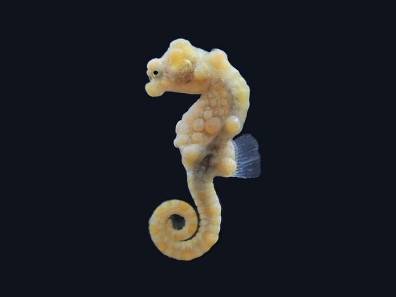 「豆丁海馬」有海中明星、水晶宮超級名模之稱,因為模樣逗趣可愛,頗受潛水客喜愛。(國家海洋研究院提供)中央社記者洪學廣傳真 110年9月22日