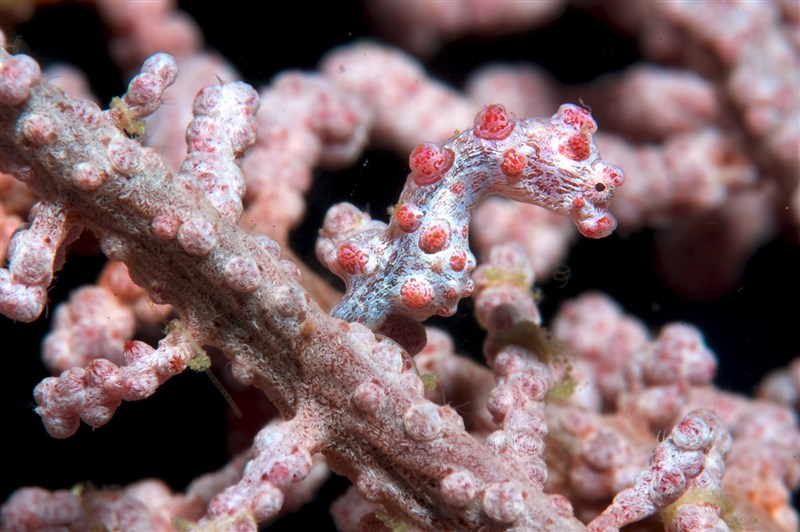 國家海洋研究院首度在澎湖群島西南方發現牠們的蹤跡。圖為巴氏豆丁海馬。(圖取自維基共享資源,作者Caparbio,CC BY-SA 3.0)