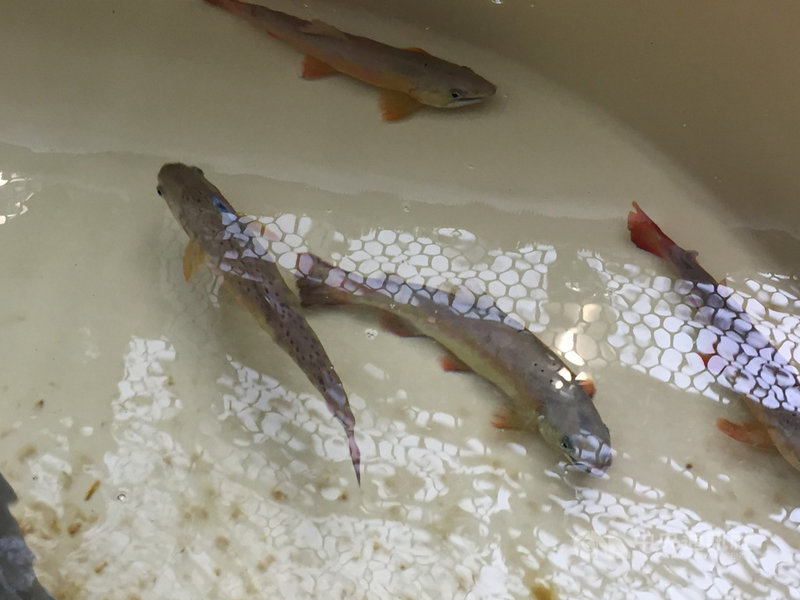 櫻花鉤吻鮭始於冰河時期來到台灣,但是隨著地殼變動、氣候暖化,不再遊入海中,僅生存在大甲溪上游支流,成為陸封型鮭魚;放流水域有羅葉尾溪、七家灣溪、有勝溪、合歡溪、司界蘭溪、南湖溪及畢祿溪,前4條已不需再放流。中央社記者楊淑閔攝 110年9月23日