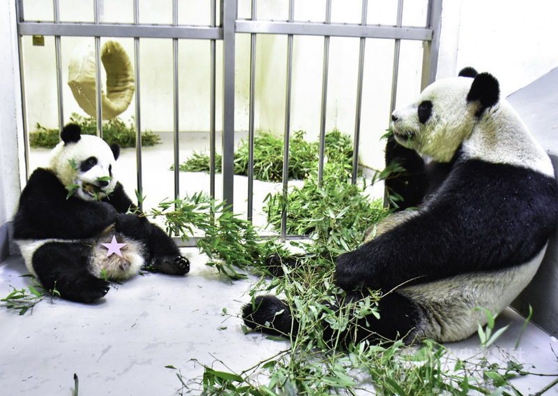 台北市立動物園貓熊「圓寶」已1歲3個月大,目前成功轉換食性,與媽媽「圓圓」吃竹葉的動作幾乎一樣,相當可愛。(台北市立動物園提供)中央社記者陳怡璇傳真 110年9月24日