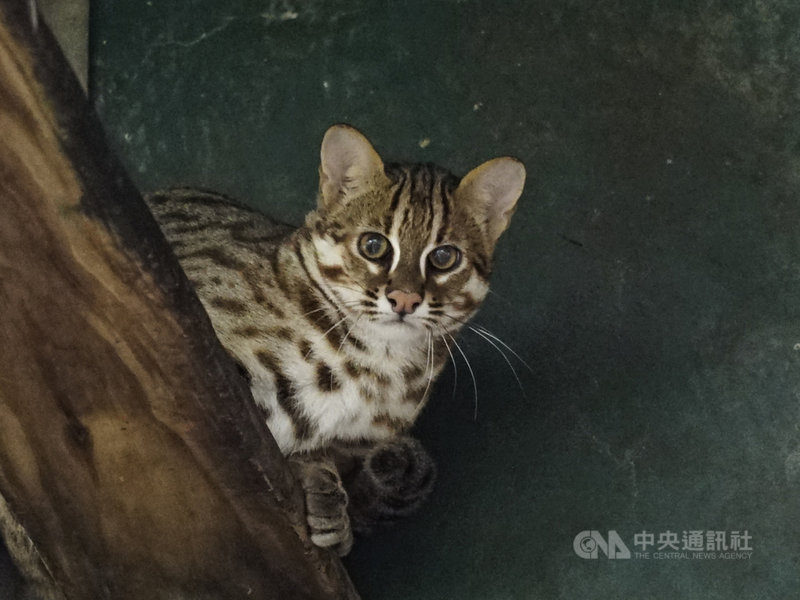 台北市立動物園27日宣布,留在園內為域外保育繁殖努力的石虎二哥網路命名投票活動開跑。(台北市立動物園提供)中央社記者陳昱婷傳真 110年9月27日