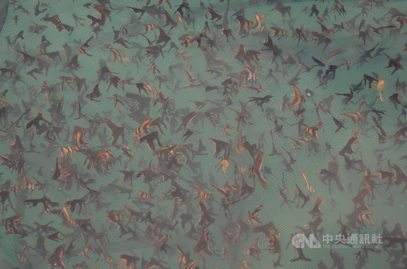 水試所澎湖海洋生物研究中心27日在馬公第一漁港的亞果遊艇碼頭「類保護區」,以及馬公內海珊瑚礁群等兩處海域流放原生物種尖翅燕魚苗,只見潛水人員放流後,成群魚苗悠游海中。中央社 110年9月27日