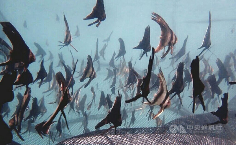 水試所澎湖海洋生物研究中心27日在馬公第一漁港的亞果遊艇碼頭「類保護區」,以及馬公內海珊瑚礁群等兩處海域,放流原生物種尖翅燕魚苗。(水試所提供) 中央社 110年9月27日