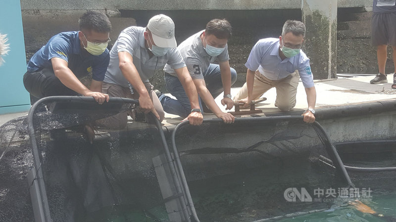 水試所澎湖海洋生物研究中心27日在馬公第一漁港的亞果遊艇碼頭「類保護區」,以及馬公內海珊瑚礁群等兩處海域,共放流3萬尾的原生物種尖翅燕魚苗,讓港區生物更加多樣化。中央社 110年9月27日