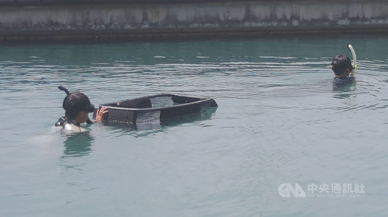 水試所澎湖海洋生物研究中心27日在馬公第一漁港的亞果遊艇碼頭「類保護區」,以及馬公內海珊瑚礁群等兩處海域,由潛水人員共放流3萬尾的原生物種尖翅燕魚苗。中央社 110年9月27日