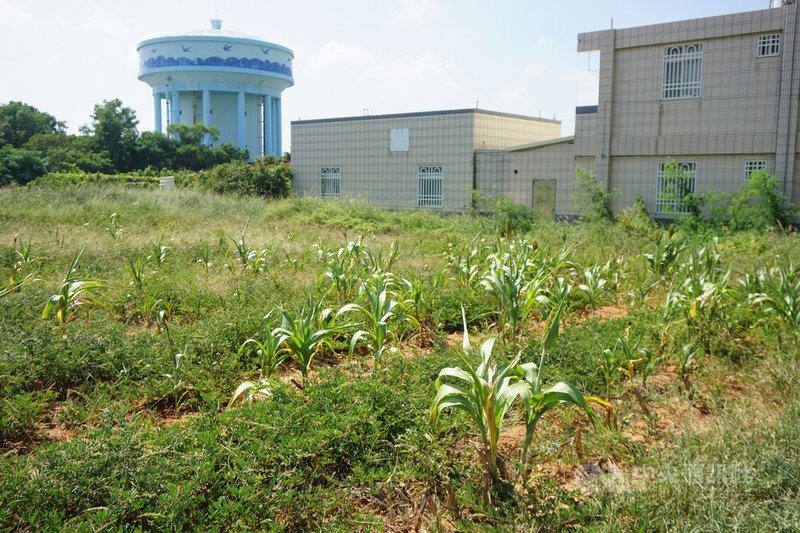 金門110年度降雨狀況仍不佳,到9月底總降雨量僅有427毫米,仍低於以往平均值,許多地區高粱受到旱害影響。縣府28日表示,已啟動勘災作業程序。中央社記者黃慧敏攝 110年9月28日