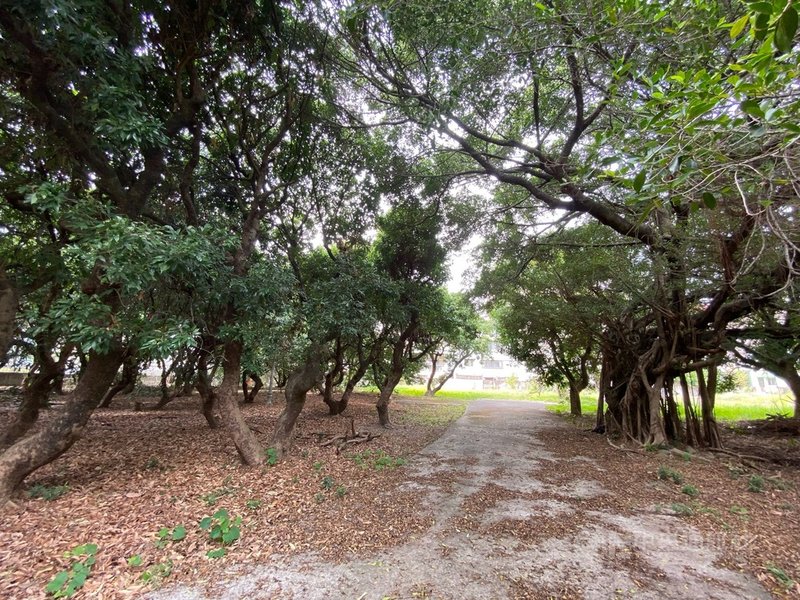 中市府保留北屯百年荔枝森林規劃特色秘境公園 生活 中央社cna