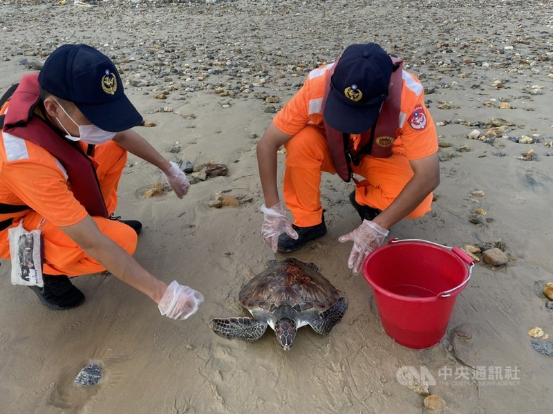 金門岸巡隊復國墩安檢所人員11日清晨在金沙鎮狗嶼灣執行灘岸巡查時,發現一隻遭廢棄漁網纏繞的海龜,協助將漁網移除並持續澆水。(金門岸巡隊提供) 中央社記者黃慧敏傳真 110年10月12日