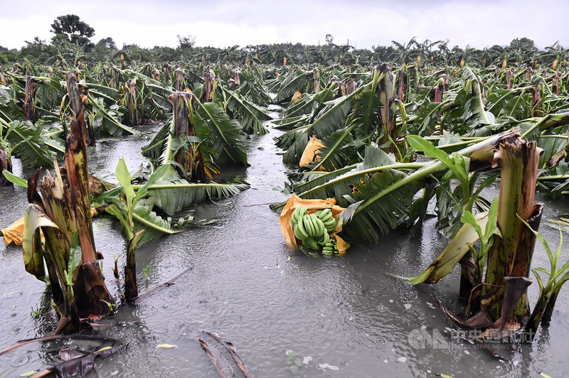 颱風圓規外圍環流挾帶豐沛雨量,花蓮地區全天間歇雨勢不斷,農損慘重,整體狀況仍在評估,初估影響面積超過160公頃,可能持續擴大。圖為壽豐鄉香蕉樹攔腰折斷、泡水。(花蓮縣政府提供)中央社記者張祈傳真 110年10月12日