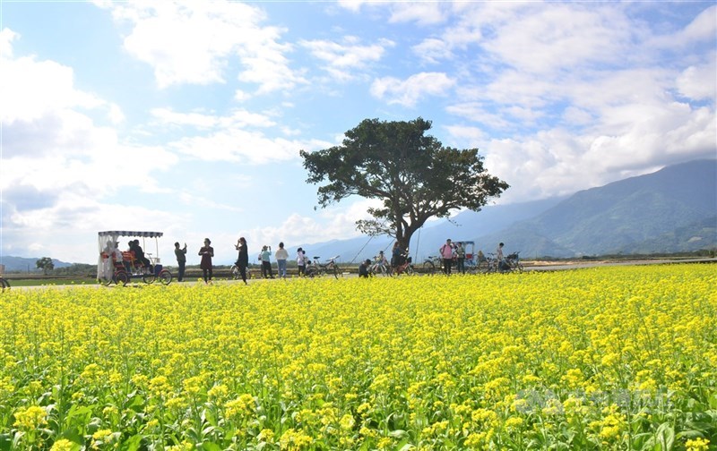 交通部加碼推出240萬份面額1000元的國旅券，全台約有6500家合作業者可以使用。圖為台東知名景點金城武樹。（中央社檔案照片）