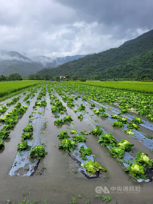 颱風圓規雖未登陸,卻為花蓮帶來可觀雨量,許多農作物也因雨水過多泡爛,農民心痛哀號。(民眾提供)中央社記者李先鳳傳真 110年10月12日