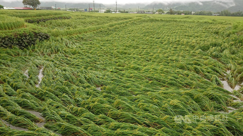 颱風圓規帶來豪雨狂炸,花蓮縣玉里、富里種植的水稻倒伏嚴重,花蓮縣府和農政單位已初步勘災了解受災狀況。中央社記者李先鳳攝 110年10月13日