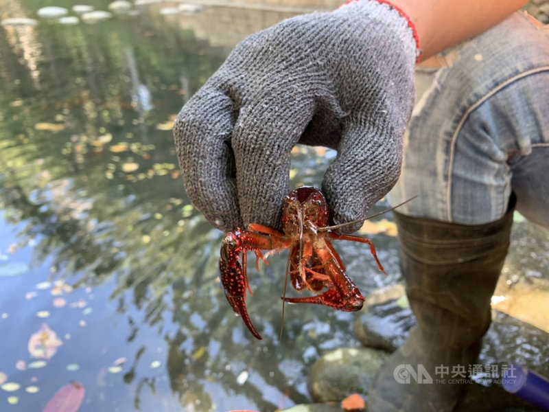 新竹市護城河近日被民眾發現有人不當放養外來種美國螯蝦,影響護城河生態平衡,市府啟動誘捕,5天抓到3000多隻。(新竹市政府提供)中央社記者魯鋼駿傳真 110年10月15日