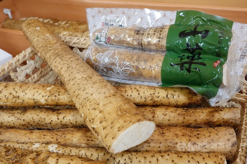 新北市政府22日表示,山藥盛產季節來臨,新北山藥(圖)口感Q彈綿細、切口不易褐化,因有膳食纖維與黏液可助消化,適合秋冬養生調理。(新北市府農業局提供)中央社記者黃旭昇新北傳真 110年10月22日