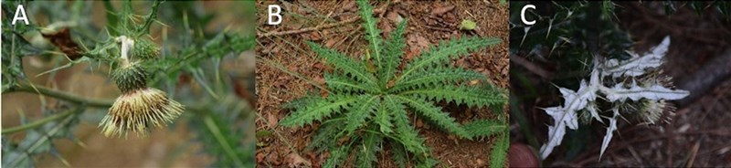 雪霸國家公園管理處22日指出,雪東線步道新種薊屬植物「台灣薊」的葉背面覆蓋一層白色蜘蛛絲狀毛(如圖C),且頭狀花序明顯下垂(如圖A),花冠裂片為直生,(圖B)為台灣薊的基生葉。(雪霸國家公園管理處提供,張之毅攝)中央社記者管瑞平傳真 110年10月22日