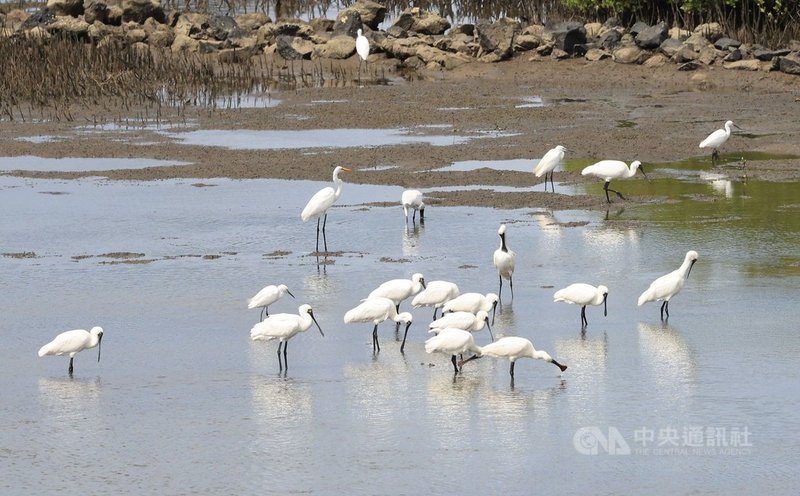 澎湖野鳥學會調查組長鄭謙遜24日在馬公菜園濕地進行鳥況調查時,一口氣發現有13隻黑面琵鷺棲息度冬,創下澎湖最高紀錄。(鄭謙遜提供)中央社 110年10月24日