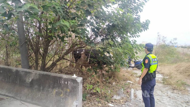 彰化縣鹿港鎮台61線洋厝交流道旁的平面道路,日前有3頭牛在路邊遊蕩,民眾擔心牛隻進入道路影響交通報警,員警先找到飼主,再合力將3頭牛帶回牧場。(翻攝照片)中央社記者吳哲豪傳真 110年10月25日