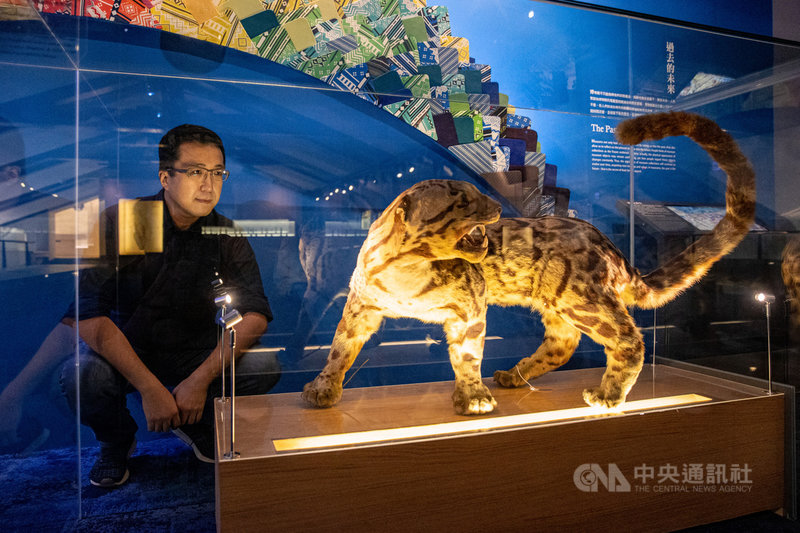 第12屆金漫獎政府漫畫獎入圍作品「雲之獸:來自遠古的守護者」,由漫畫家漢寶包和國立台灣博物館合作推出。漫畫讓人看見雲豹於台灣歷史的生存軌跡,而漢寶包也從繪製過程中累積對生命的反思。中央社記者鄭清元攝 110年10月26日