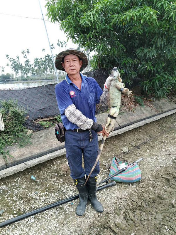 屏東縣萬丹鄉紅豆近期正值種植期,農民通報發現綠鬣蜥啃食紅豆苗情形,屏東縣政府表示,將再投入200萬元解決綠鬣蜥對農作物傷害。(屏東縣政府提供)中央社記者郭芷瑄傳真 110年10月26日