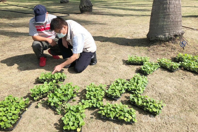 台南市學甲區公所預定明年3月舉辦蜀葵花文化節活動,27日安排人力展開種植工作,區長張明寶(右)前往現場關心進度。中央社記者楊思瑞攝 110年10月27日