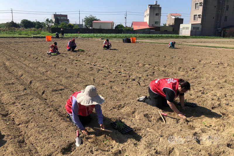 台南市學甲區公所預定明年3月舉辦蜀葵花文化節活動,27日安排人力展開田間種植工作。中央社記者楊思瑞攝 110年10月27日