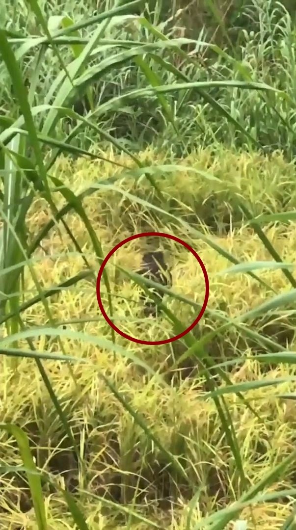 花蓮富里鄉永豐村疑出現台灣黑熊小熊潛入稻田吃稻穗。(富里鄉農會提供)