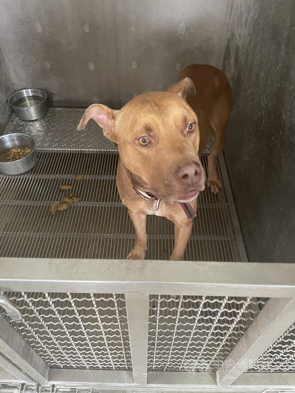 新竹縣日前發生男子逗玩友人飼養的混種比特犬遭咬傷不治事件,經新竹縣家畜疾病防治所人員勸說後,飼主決定將比特犬送至家畜所,盼能找到適合的主人。家畜所將「有條件」開放民眾認養。(新竹縣家畜疾病防治所提供)中央社記者郭宣彣傳真 110年10月28日