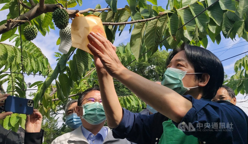 副總統賴清德（右）29日在民進黨立委劉櫂豪（中）陪同下，參訪台東卑南鄉、太麻里鄉2處釋迦果園，實際了解農民困境，企業界也當場訂購2400箱鳳梨釋迦。中央社記者盧太城台東攝 110年10月29日