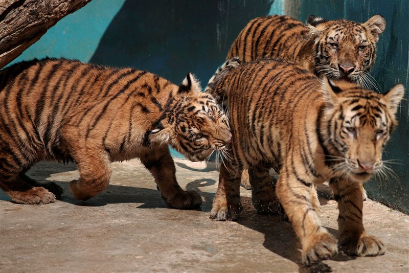 古巴國家動物園在疫情封城期間喜迎嬰兒潮,包含豹、孟加拉虎、斑馬、長頸鹿等。圖為孟加拉虎幼虎。(路透社)