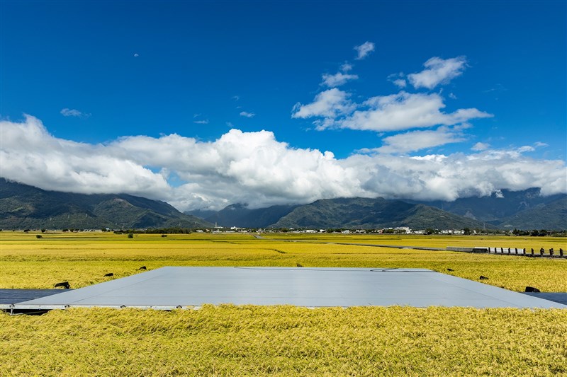 雲門舞集今年將3度登上池上秋收稻穗藝術節（圖），以「十三聲」會觀眾。（圖取自facebook.com/Chishangarts.org）