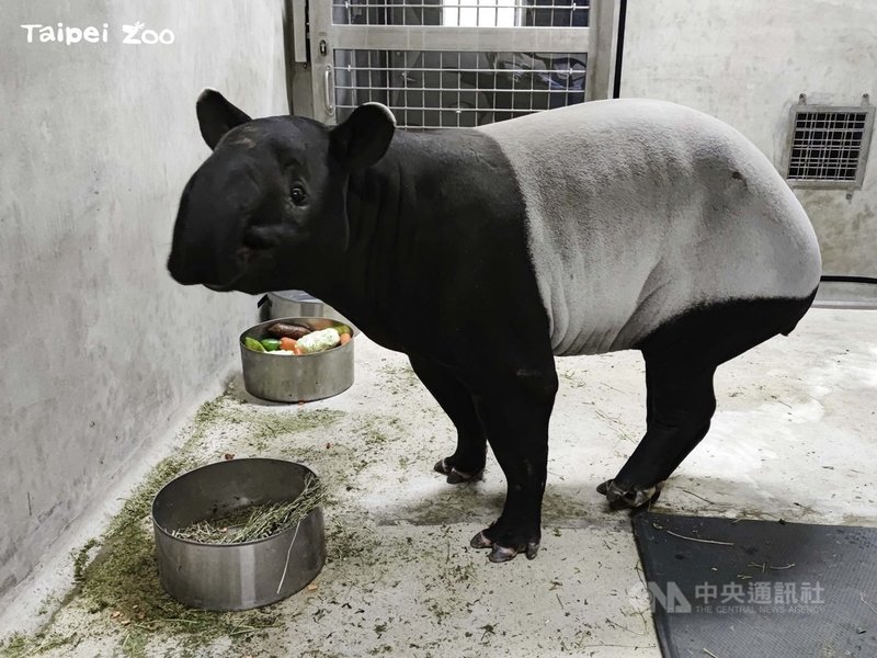 雌馬來貘putri抵台配對北市動物園盼有好消息 生活 中央社cna