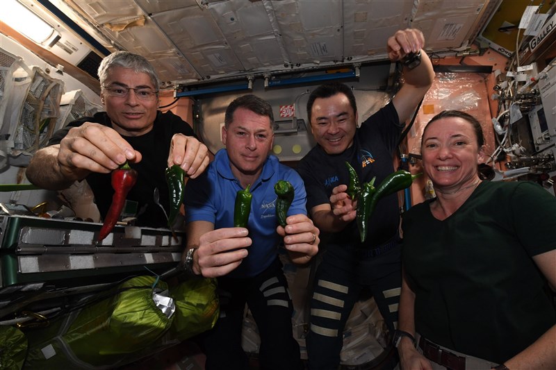 國際太空站日前採收第一批辣椒,部分辣椒將被送回地球進行分析。(圖取自twitter.com/Thom_astro)
