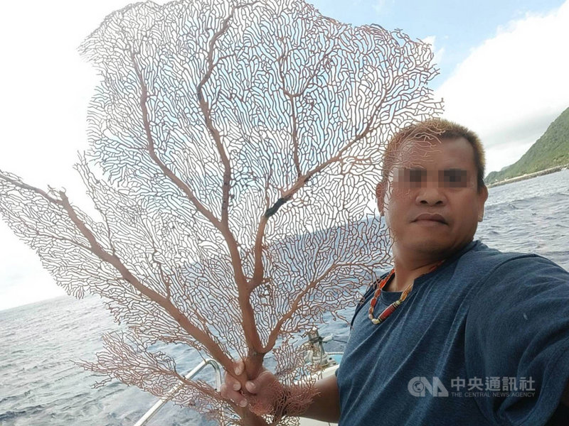 蘭嶼謝姓男子14日船釣時，竟釣起一棵扇形紅珊瑚，由於完整漂亮，估計最高有新台幣上百萬元價值；台東縣政府提醒，紅珊瑚須持有證照船隻才可採捕，否則將違反漁業法。（翻攝畫面）中央社記者李先鳳傳真 110年11月14日