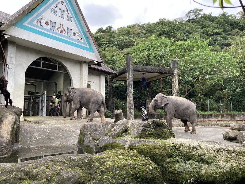 冬天來臨,每年11月至隔年1月,台北市立動物園將每天提早約半小時讓動物們回到室內欄舍休息。中央社記者陳昱婷攝 110年11月16日