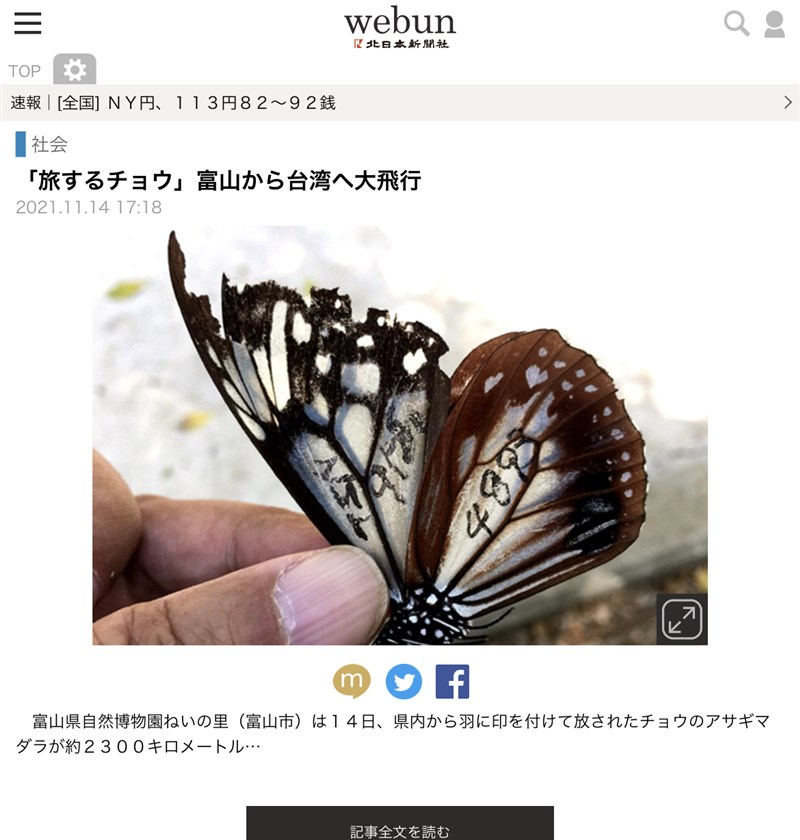 日本「北日本新聞」報導,日本富山縣日前標放一隻青斑蝶,結果46天後在台灣澎湖縣被發現,連翅膀都有破碎痕跡。(圖取自北日本新聞網頁webun.jp)