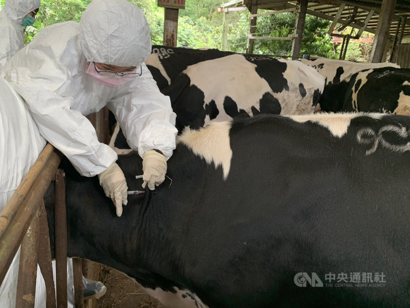新北市17日表揚在農業領域貢獻公共服務的大學生們,農業局指出,今年4月新北爆發牛結節疹疫情,嘉義大學、中興大學、台灣大學獸醫系學生與時間賽跑,在一天內完成全市養牛戶1776頭牛疫苗施打,感謝他們幫忙控制住疫情。(新北市農業局)中央社記者黃旭昇新北市傳真 110年11月17日