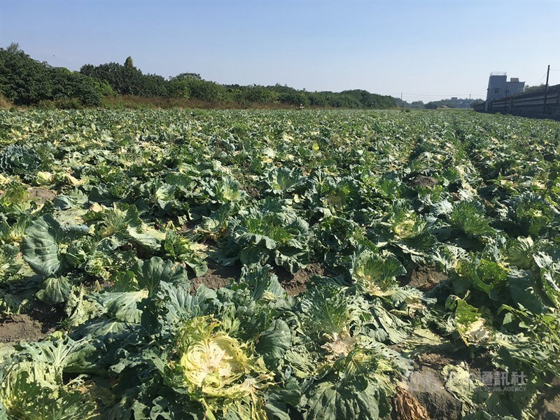 雲林麥寮許姓高麗菜農17日一早雇工要採收,卻發現整片菜園沒半顆高麗菜,當時田間還有7、8人正在收成,憤而報警處理,同時自製告示牌強調「不開放自採」。中央社記者姜宜菁攝 110年11月17日