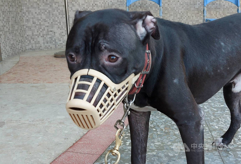 農委會公告比特犬111年3月起禁止飼養或輸入，高雄市動保處18日表示，已飼養比特犬飼主只要在期限內辦理申報並遵守配套規定就可繼續養。（高市動保處提供）中央社記者洪學廣傳真 110年11月18日