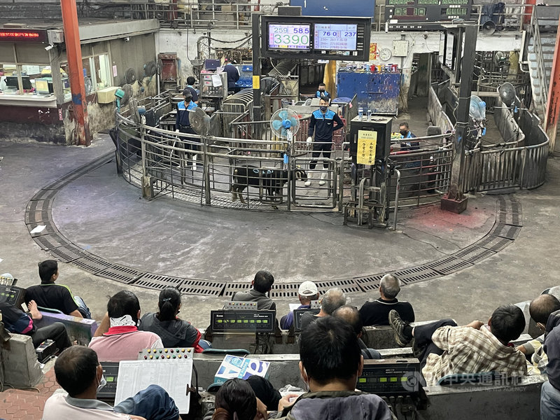 雲林縣肉品市場現在公羊平均每公斤價格突破新台幣300元,中華民國養羊協會理事長林浚琛19日表示,羊肉價格上漲與老農離牧、飼養成本增加有關,他說,目前拍賣價格算是合理,後市強弱則與氣溫息息相關,天氣越冷、買氣越強,價格也看俏。中央社記者姜宜菁攝 110年11月19日