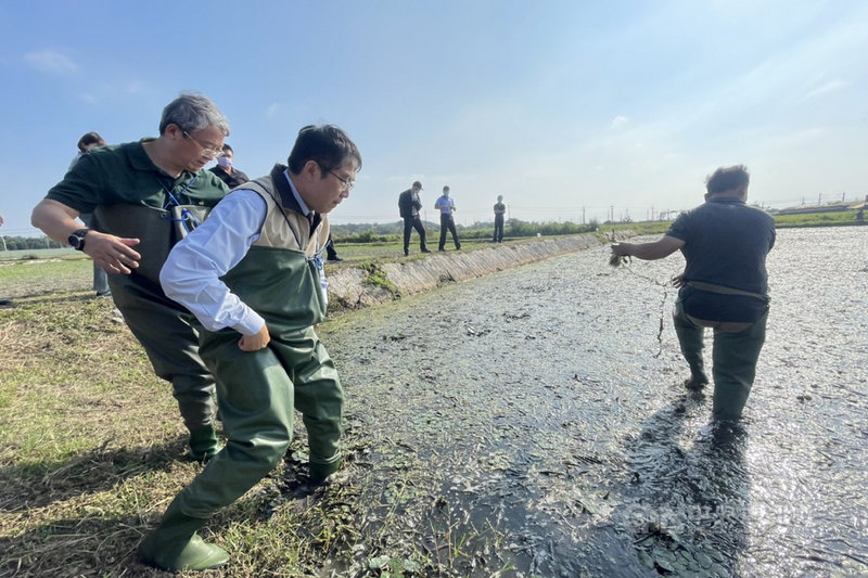 台南市長黃偉哲(前左)19日前往官田區農友林丙火的綠寶田農場參訪,了解投入友善耕種協助水雉保育工作的作業情形,並親自進入田間體驗採菱角。(台南市農業局提供)中央社記者楊思瑞台南傳真 110年11月19日